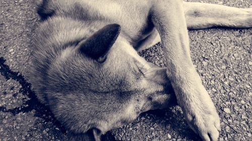 Tânăr din Ialomiţa, reţinut pentru uciderea intenţionată a unui câine / Ar fi trecut cu maşina peste animal