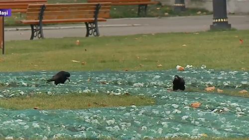 Primăria Iași a plantat panseluțe, dar le-a acoperit cu plase de frica ciorilor. Ieșeancă: „Nu prea le mai înțeleg frumusețea”