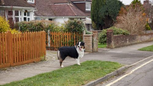 Lege nouă pentru proprietarii de câini. Amendă de până la 500 de lei dacă încalci noile reguli / Ce trebuie să știi ca să nu fii sancționat