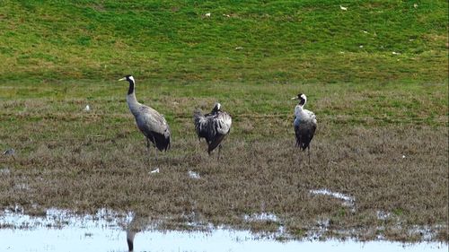 Cazul cocorilor care cad din cer în Germania / Gâștele și rațele sălbatice au dezvoltat o anumită imunitate