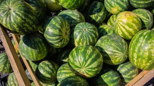 Cum alegi un pepene roșu copt și dulce / Indiciul ascuns pe care îl caută cunoscătorii