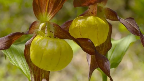 VIDEO Pauza de respirație: Plantele din Parcul Natural Apuseni. Aici crește Papucul Doamnei, cea mai spectaculoasă orhidee sălbatică din Europa