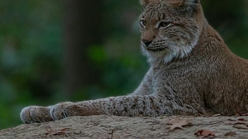 Râșii canadieni, pe cale de dispariție, și-au făcut apariția în Vermont pentru prima dată din 2018