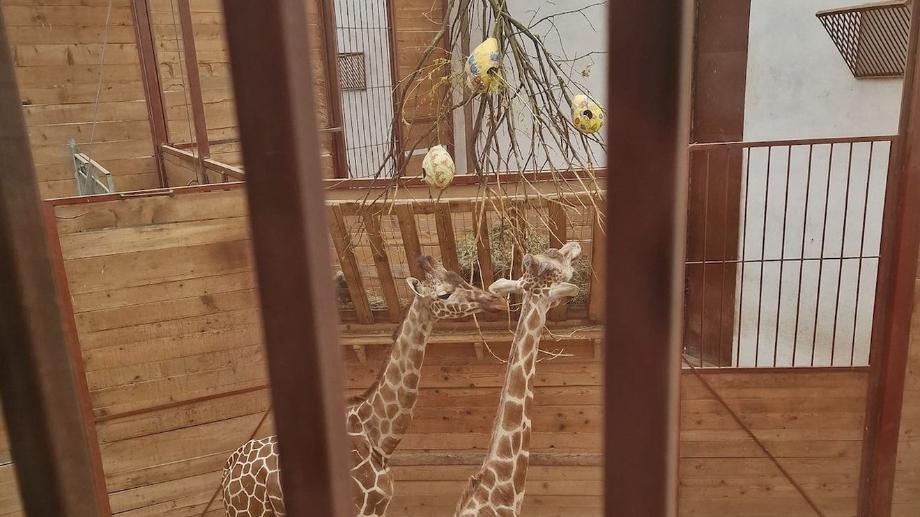 Meniu special de Paște pentru animalele de la Zoo Tg. Mureș / Caprele alpine, girafele, suricatele și țestoasele primesc hrană în formă de ouă