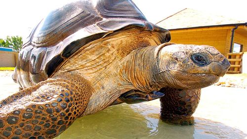 Broasca țestoasă Darwin, originară din Oceanul Indian, a murit la 105 ani la Grădina Zoologică Blackpool, Anglia. Este cel mai longeviv animal al Planetei.