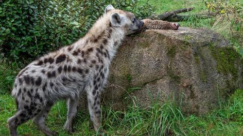 Hienele de la grădina zoologică din Zurich au primit trei suricate la masă / Explicația administrației: Erau prea multe suricate / Zoolog: ”Nu văd nicio diferență între hrănirea cu pui sau vițel și cea cu suricate ucise”