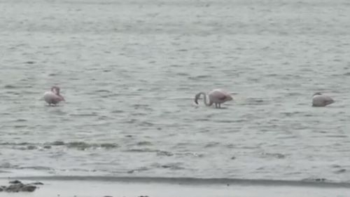 Păsări flamingo, surprinse pe Lacul Techirghiol / Biolog marin: ”Încearcă, practic, să se adapteze, încearcă locurile noastre, care ar trebui să le ofere condiţii şi de cuibărit”