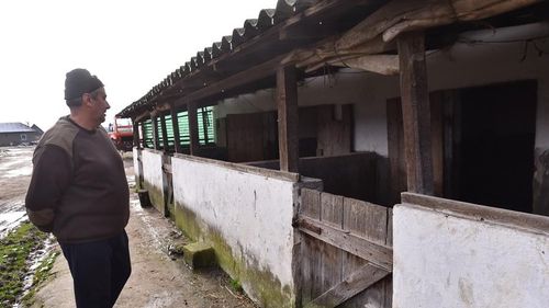 FOTO Bihor: Sătenii bihoreni renunță la obiceiul creșterii și tăiatului porcilor de Crăciun