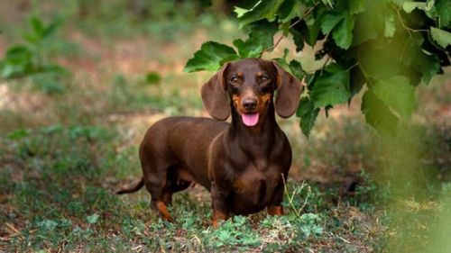 Te gândești să îți iei un teckel? De ce unii îl numesc „cea mai proastă rasă de câini”, iar alții jură că e cel mai bun companion