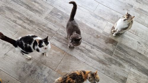 Cinci locuri din lume unde pisicile sunt mai numeroase decât oamenii