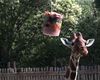 Înghețată pentru animalele de la zoo din Italia / Cum sunt protejate girafele, focile și hipopotamii din Roma în timpul caniculei