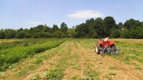 Guvernul urmează să aprobe un subprogram de sprijin pentru fermieri, Agro IMM Invest