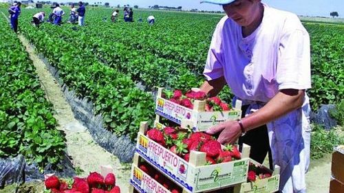 Italienii cer autorităților să le permită românilor să plece la muncă pe terenurile agricole, după modelul german: Încă nu am primit veşti legate de deblocarea acestei situații sau eventuale acordur