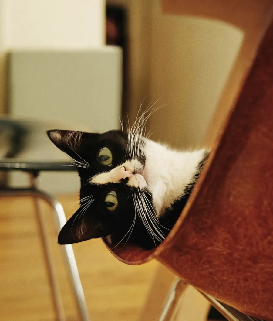 pisica, pisic celebre, cheetothecat