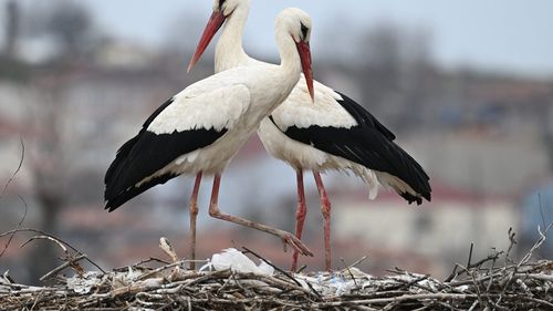 Sute de berze găsite moarte în apropiere de Madrid, din cauza gripei aviare