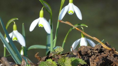 Din cauza căldurii neobișnuite pentru ianuarie au înflorit ghioceii în mai multe zone din România și Moldova