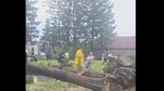 Trei copaci s-au prăbușit din cauza vremii peste un stâlp de electricitate în curtea unui spital din Vrancea