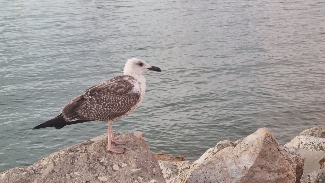 Cod galben de vânt şi ceaţă în mai multe judeţe ale ţării