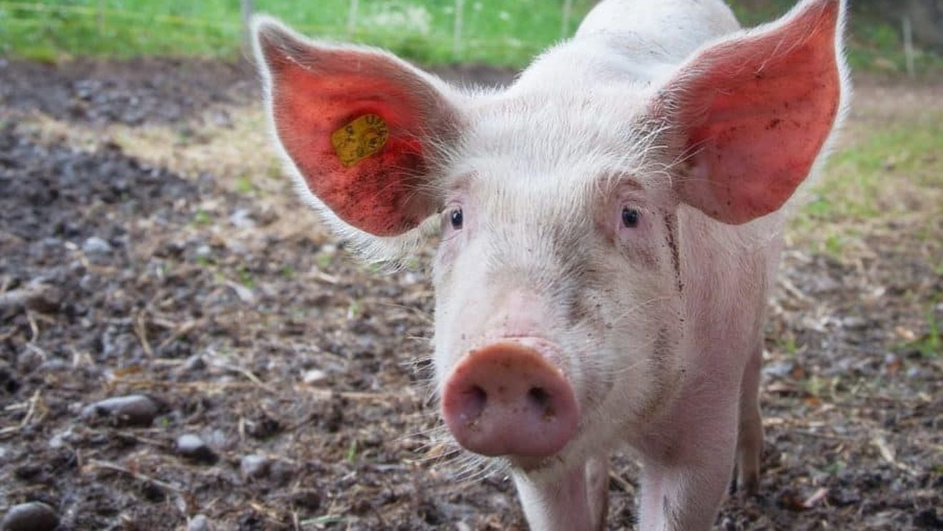 Presa din Bulgaria: Se conturează o apocalipsă porcină