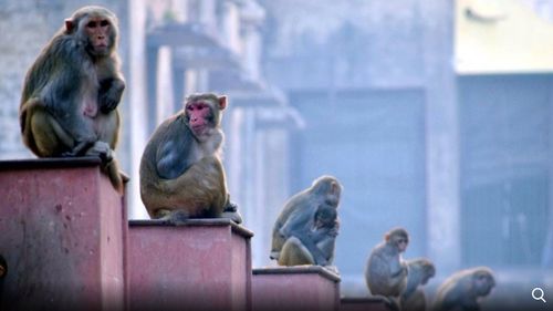 Mai multe maimuţe din India au furat probe de sânge recoltate de la pacienţi infectaţi cu coronavirus