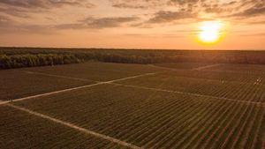 REPORTAJ FOTO | Afacerea din Dâmbovița care duce afinele românești pe mesele din toată Europa / Camil Perian (fermier): „În perioada culesului, angajăm 1.000 de zilieri”