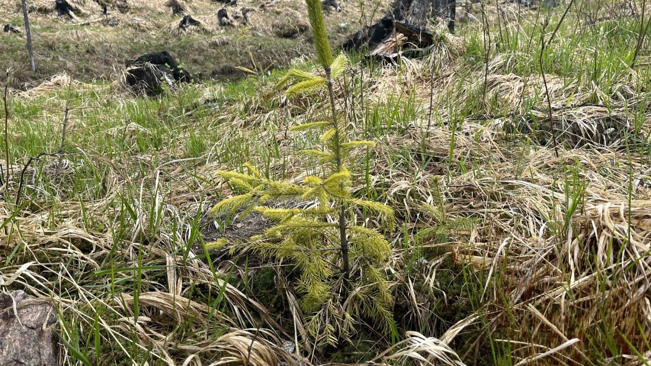 Argeș: Peste 350.000 de puieţi de arbori au fost plantaţi pe o suprafaţă de 60 de hectare în ultimul an în zona Dobroneagu de pe Valea Vâlsanului,