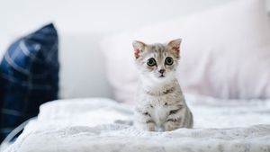 În perioadele stresante, anxietatea stăpânilor se poate transmite și animalelor de companie. Cum reacționează câinii și pisicile la stresul oamenilor