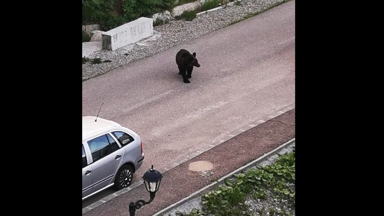 Urs pe o stradă din municipiul Ploiești / A fost emis mesaj RO-ALERT