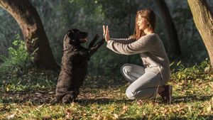 Ce înțelege câinele când vorbești cu el? Noi descoperiri științifice despre comunicarea om-animal