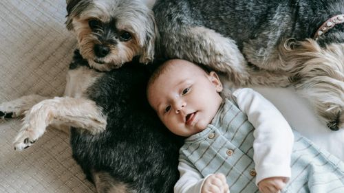 Animalele de companie reduc riscul apariției alergiilor la copii. Totuși, sunt și excepții de care trebuie să ții cont