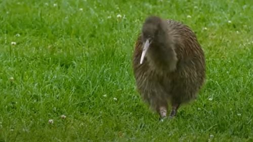 Noua Zeelandă a deschis primul său spital pentru păsările kiwi