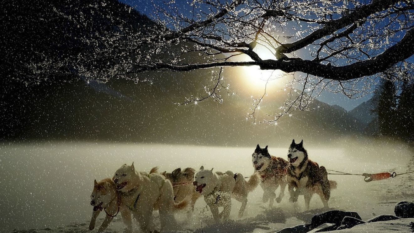 Cele mai bune atelaje canine pe zăpadă vin să se întreacă în România, la Bistrița / Campionatul mondial adună peste 700 de câini