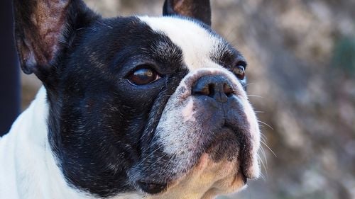 Percheziții în România într-o anchetă italiană referitoare la trafic de câini rasa bulldog francez cu pedigree fals