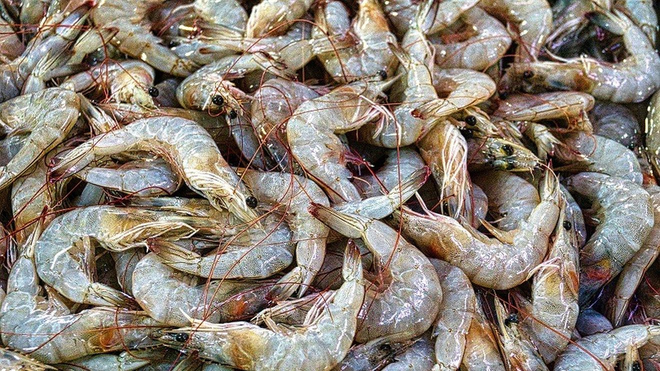 Sunt fructele de mare de post? Teodosie: Sunt fiinţe. E un fel de şmecherie, din lăcomie. E foarte limpede că nu-s de post