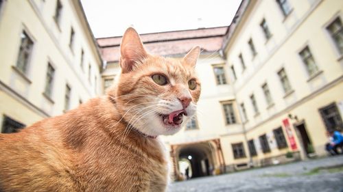 FOTO Pisicile din Sibiu care contribuie la imaginea turistică a orașului, voit sau din întâmplare