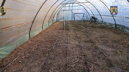 Reţea de traficanţi de cannabis, destructurată / Parte dintre suspecţi, prinşi în flagrant, pe un câmp din Dâmboviţa, după ce ar fi vândut 20 de kilograme de cannabis / Gruparea trafica şi cocaină