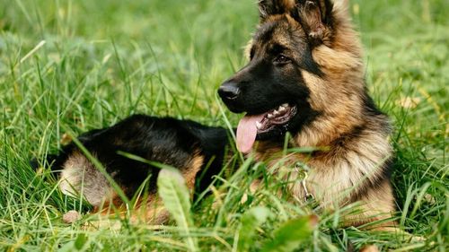 Rase de câini care pot fi de ajutor în situații dificile: Ce rase ies în evidență datorită abilităților