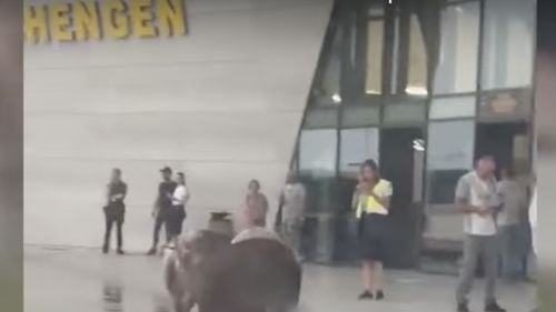 VIDEO Mai mulţi porci au fost filmaţi în faţa noului Terminal Schengen al Aeroportului din Timişoara 
