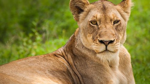 O leoaică de la o grădină zoologică din Belgia a fost testată pozitiv la COVID-19