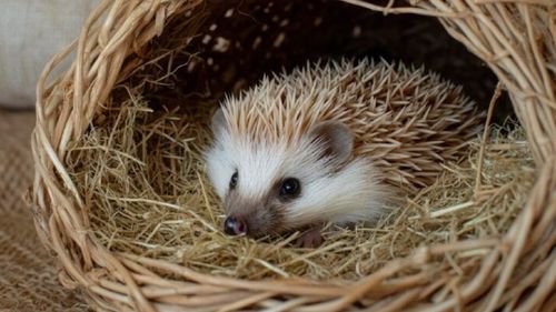 O țară europeană propune o lege unică și prietenoasă cu animalele: autostrăzi pentru arici la clădirile noi. Care este motivul