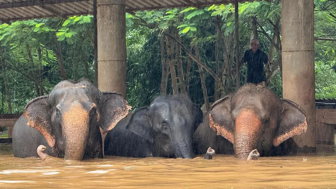 Aproximativ 100 de elefanți au scăpat de inundațiile bruște la un sanctuar popular din nordul Thailandei