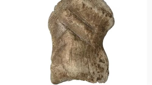 VIDEO Un os preistoric sculptat ar putea fi cea mai veche lucrare de artă din lume/ Osul atestă că oamenii de Neanderthal erau capabili de simbolism