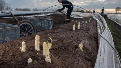 Un cultivator de sparanghel din Germania aduce muncitorii români cu un avion închiriat pentru a nu rămâne cu recolta pe câmp