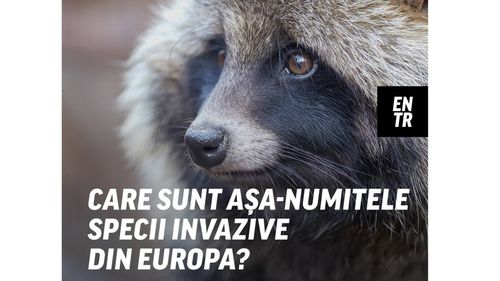 Ce au în comun țestoasa din Florida, câinele raton și veverița coreeană? Dacă nu știai încă, sunt oficial specii invazive în Europa