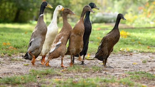 Rațele alergătoare indiene, folosite în România ca alternativă la pesticide / Designer de permacultură: Sunt foarte eficiente împotriva limacșilor / Păsările, folosite de familii și restaurante