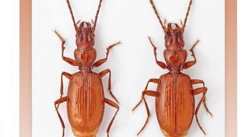 Un gândac a fost botezat de biologii sârbi ”Djokovic” / Anunțul a fost făcut chiar de către jucătorul de tenis