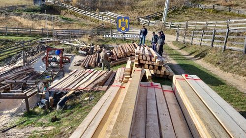 Un bărbat a fost reținut în urma a 20 de percheziții pentru tăiere ilegală și furt de arbori, într-o comună din Cluj