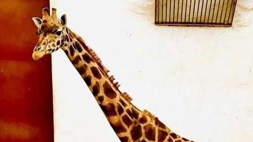 Cum a murit singura girafă care exista în grădinile zoologice din România