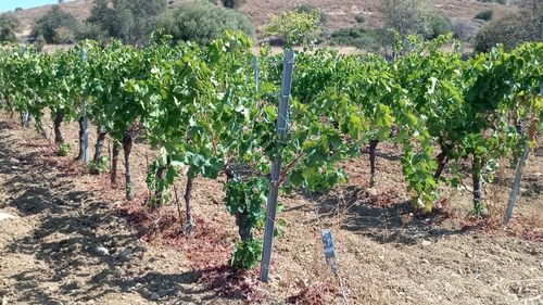 Viticultorii din Vrancea cer repornirea sistemului antigrindină / Peste 600 de hectare cultivate cu viță-de-vie au fost distruse de gheață / Fermierii din județ au cerut închiderea sistemului antigrindină, anii trecuți, invocând seceta