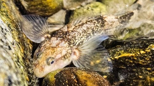 Activistul de mediu Alex Găvan: Otrăvirea râului Vâlsan, unde trăiește aspretele, cel mai rar pește de apă dulce din Europa, continuă. Lipsa de acţiune a structurilor statului este deja complicitate